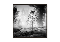 Into the Wild, Redwood, Californie, photographie monochrome, tirage limité