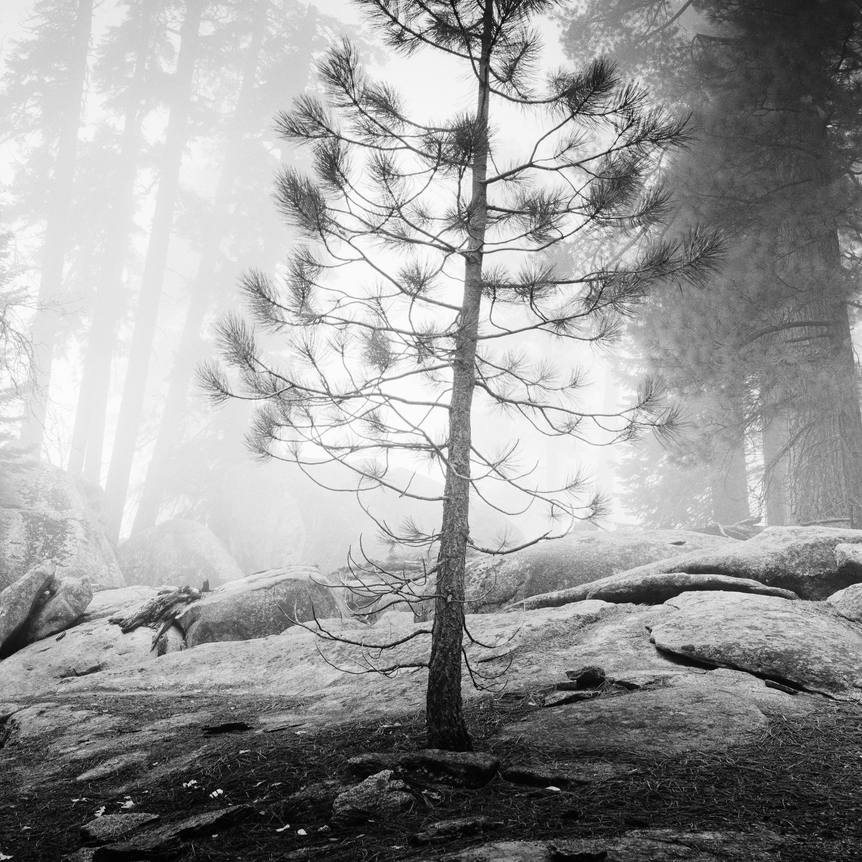 Black and White Fine Art Landscape Photography. Redwood Tree and Forest in Fog, National Park, California, USA. Archival pigment ink print, edition of 9. Signed, titled, dated and numbered by artist. Certificate of authenticity included. Printed