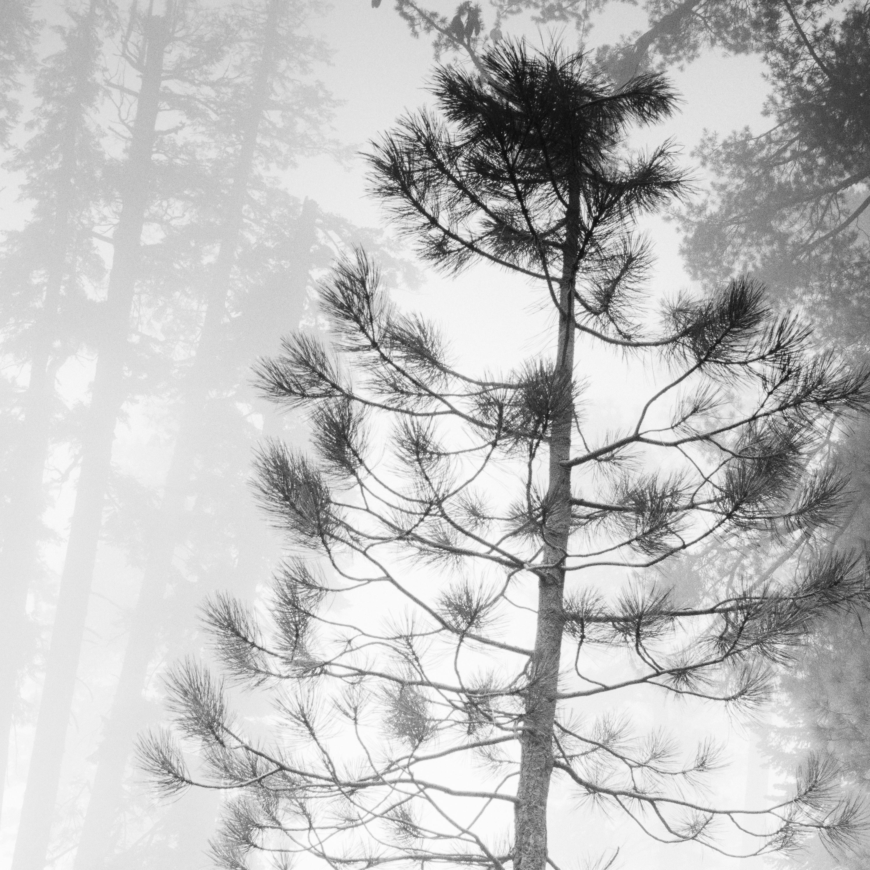 Into the Wild, Redwood, foggy, California, USA, b&w art landscape photography For Sale 1