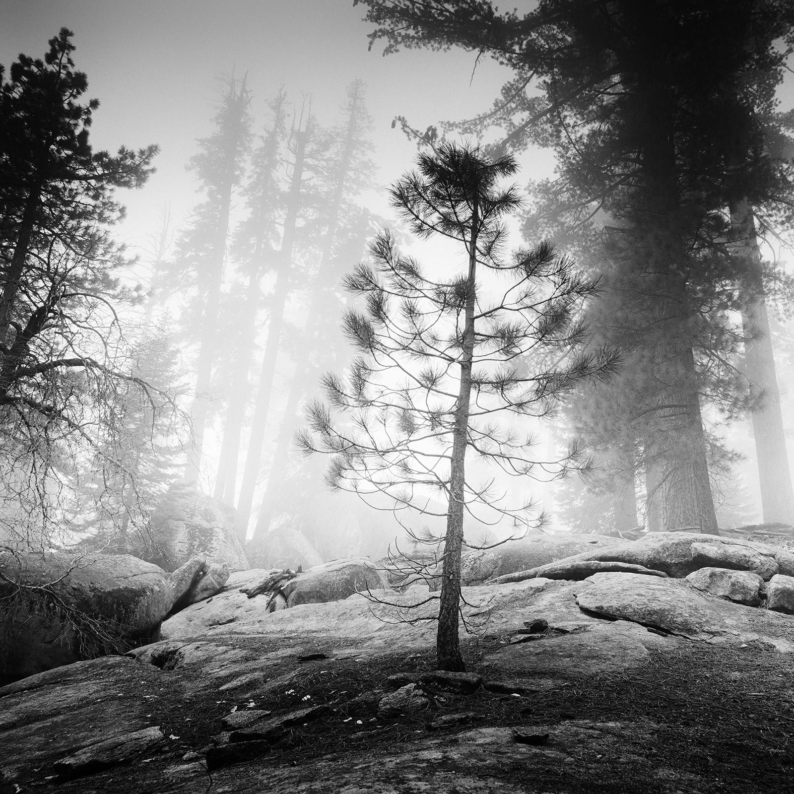 Gerald Berghammer Landscape Photograph - Into the Wild, Redwood, foggy, California, USA, b&w art landscape photography