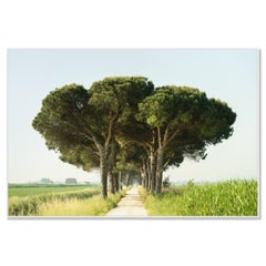 Italian Stone Pine - Emilia Romagna - landscape photo, large color print
