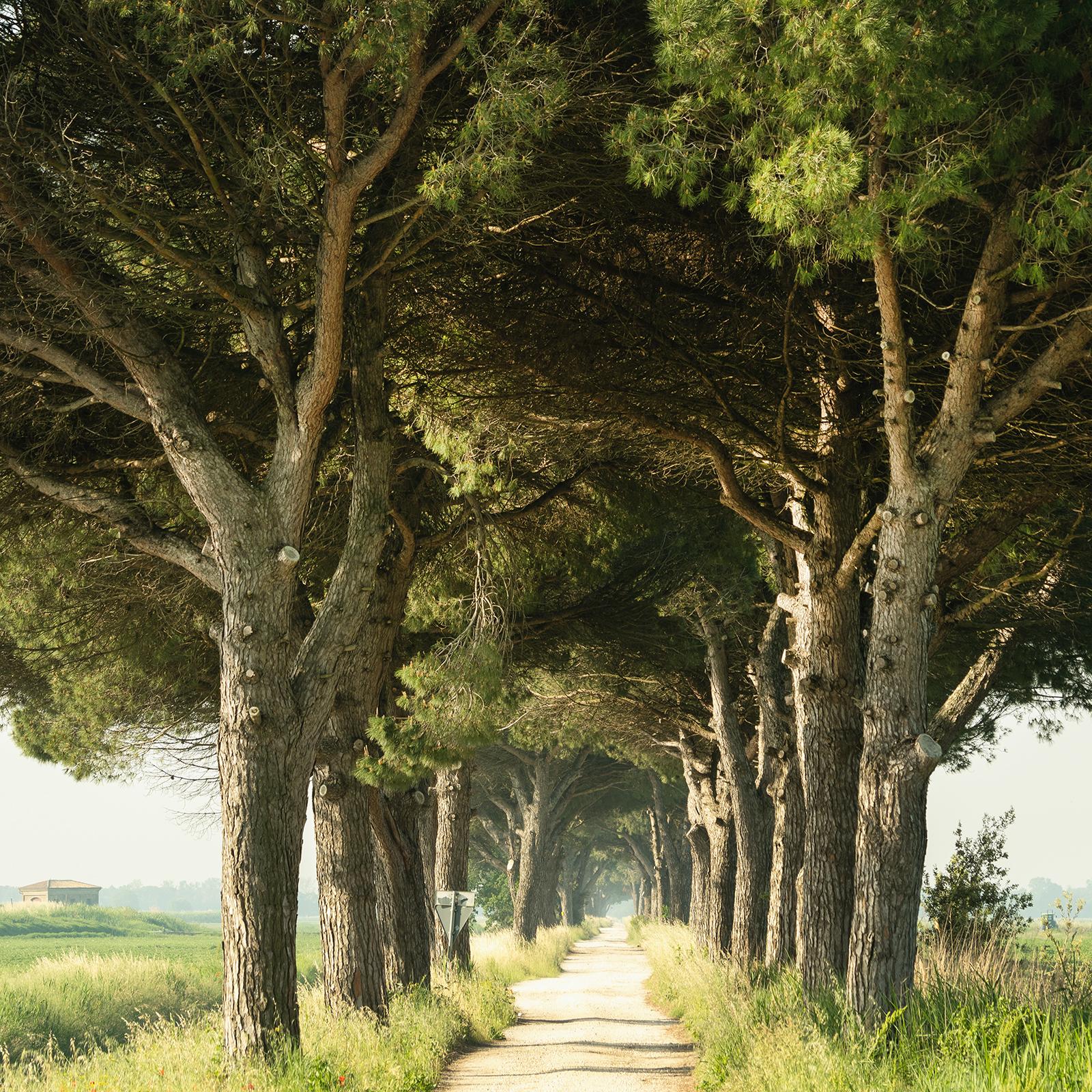 Italian Stone Pine, Emilia-Romagna, large scale photograph, limited edition For Sale 5