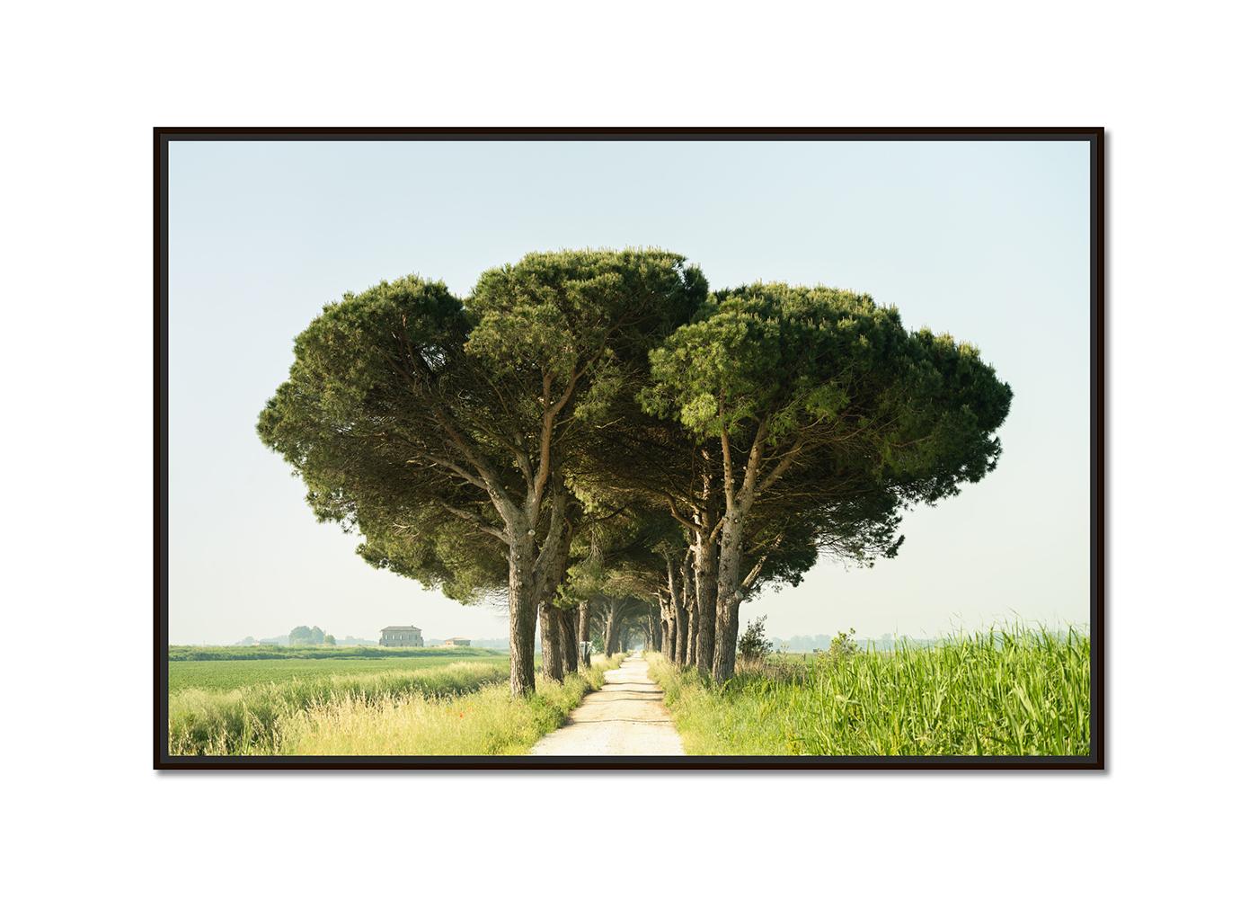 Italian Stone Pine, Emilia-Romagna, large scale photograph, limited edition - Photograph by Gerald Berghammer