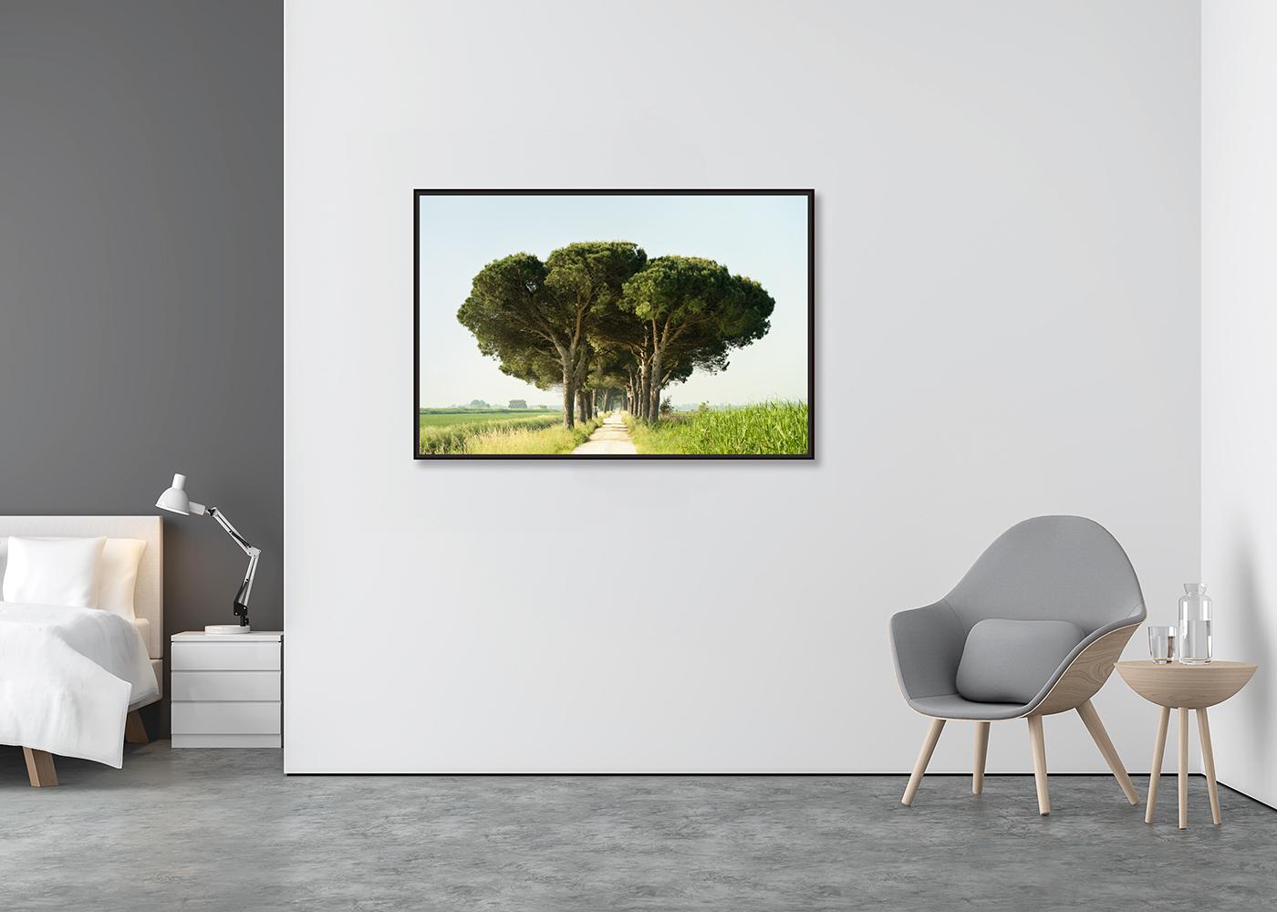 Italian Stone Pine, Emilia-Romagna, large scale photograph, limited edition - Contemporary Photograph by Gerald Berghammer