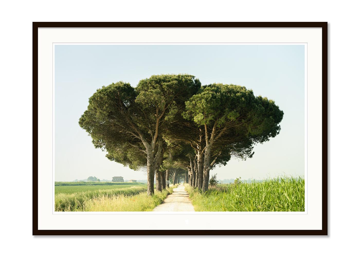 Italian Stone Pine, Emilia-Romagna, large scale photograph, limited edition - Beige Color Photograph by Gerald Berghammer