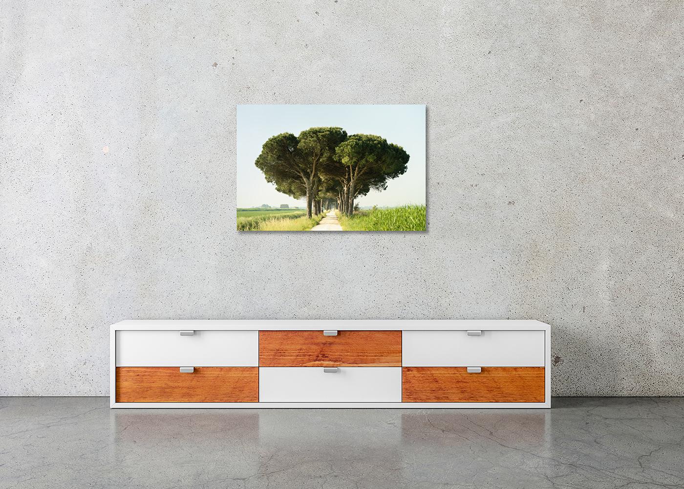 Italian Stone Pine, Emilia-Romagna, large scale photograph, limited edition For Sale 2