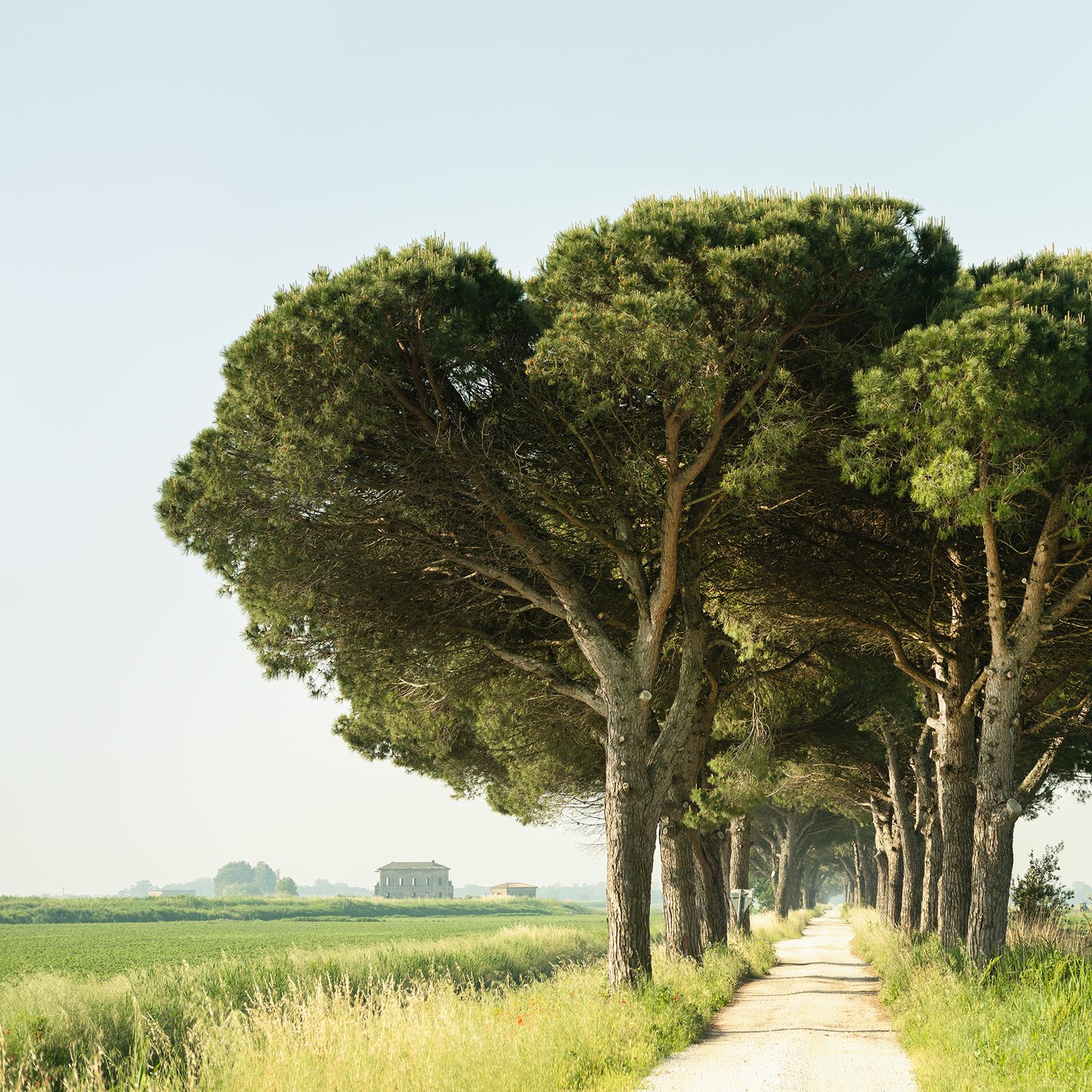 Italian Stone Pine, Emilia-Romagna, large scale photograph, limited edition For Sale 3