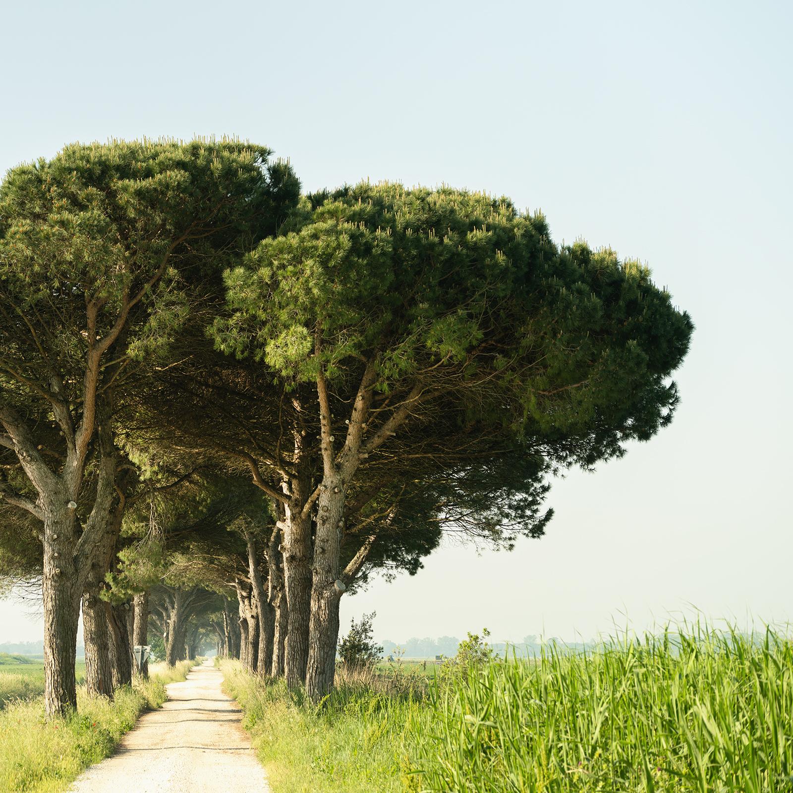 Italian Stone Pine, Emilia-Romagna, large scale photograph, limited edition For Sale 4
