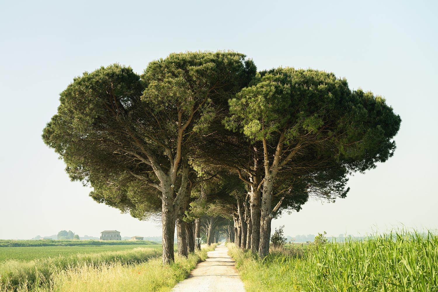 Gerald Berghammer Color Photograph - Italian Stone Pine, Emilia-Romagna, large scale photograph, limited edition