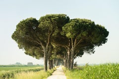 Italienische Stein Kiefer, Emilia-Romagna, großformatige Fotografie, limitierte Auflage