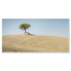 Italian Stone Pine - single Tree - Tuscany - limited fine art landscsape photo