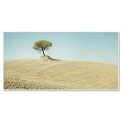 Kunstfotografie: Toskanische Landschaft – Einzelner italienischer Pinienbaum – Limitierte Auflage