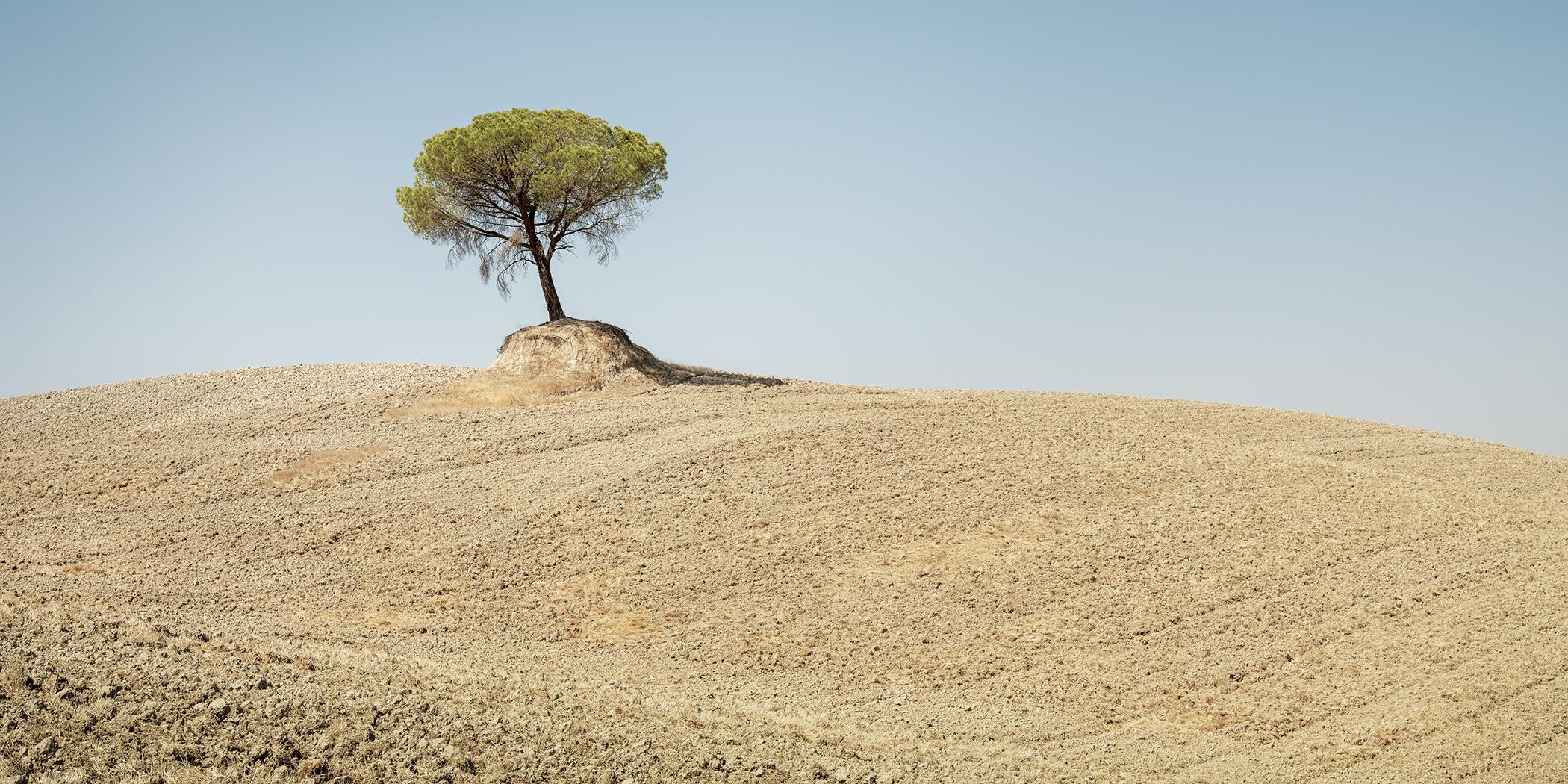 Italian Stone Pine - single Tree - Tuscany - limited fine art landscsape photo