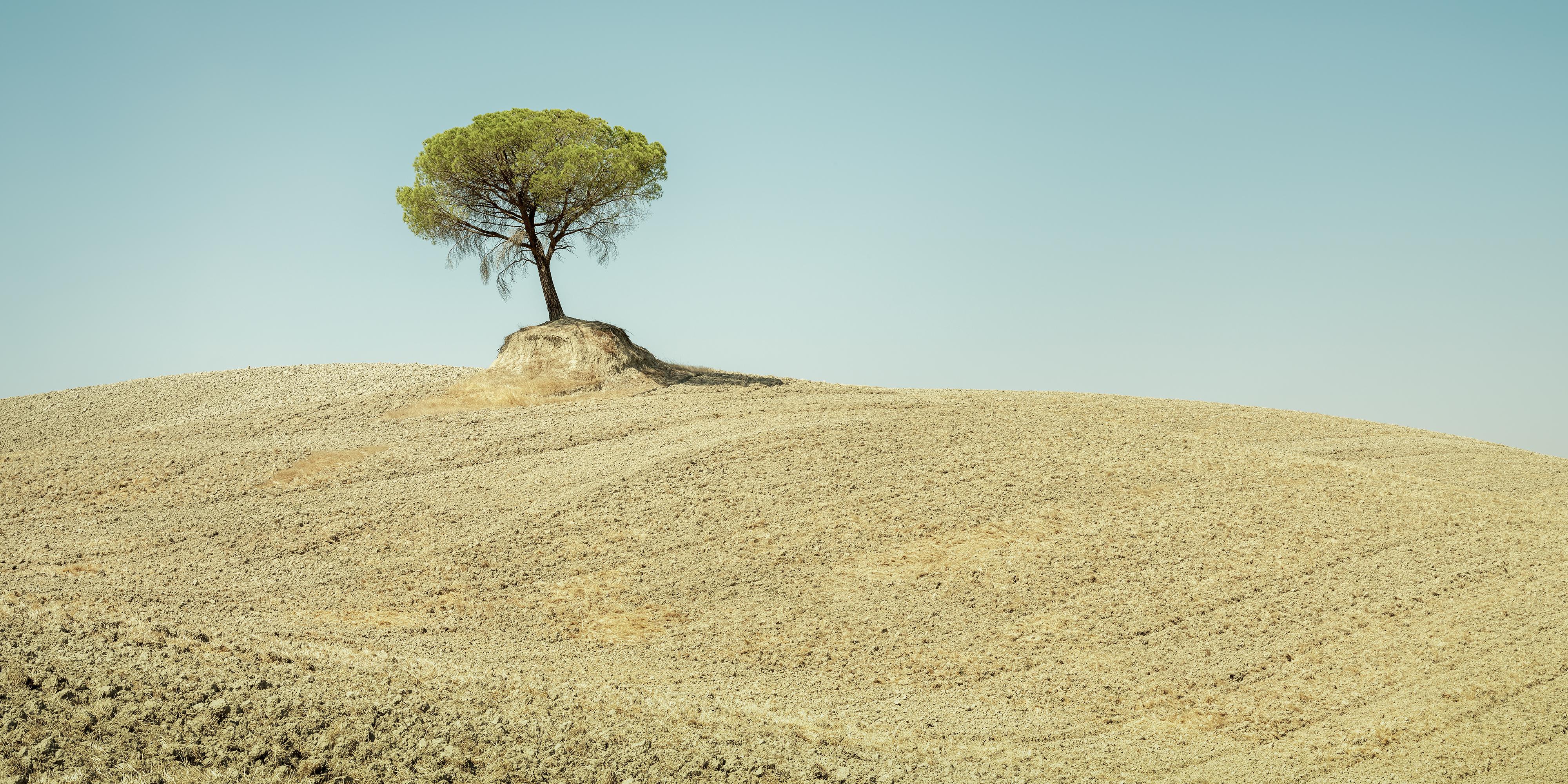 Fine Art Tuscan Landscape Photography – Single Italian Stone Pine Tree – Limited