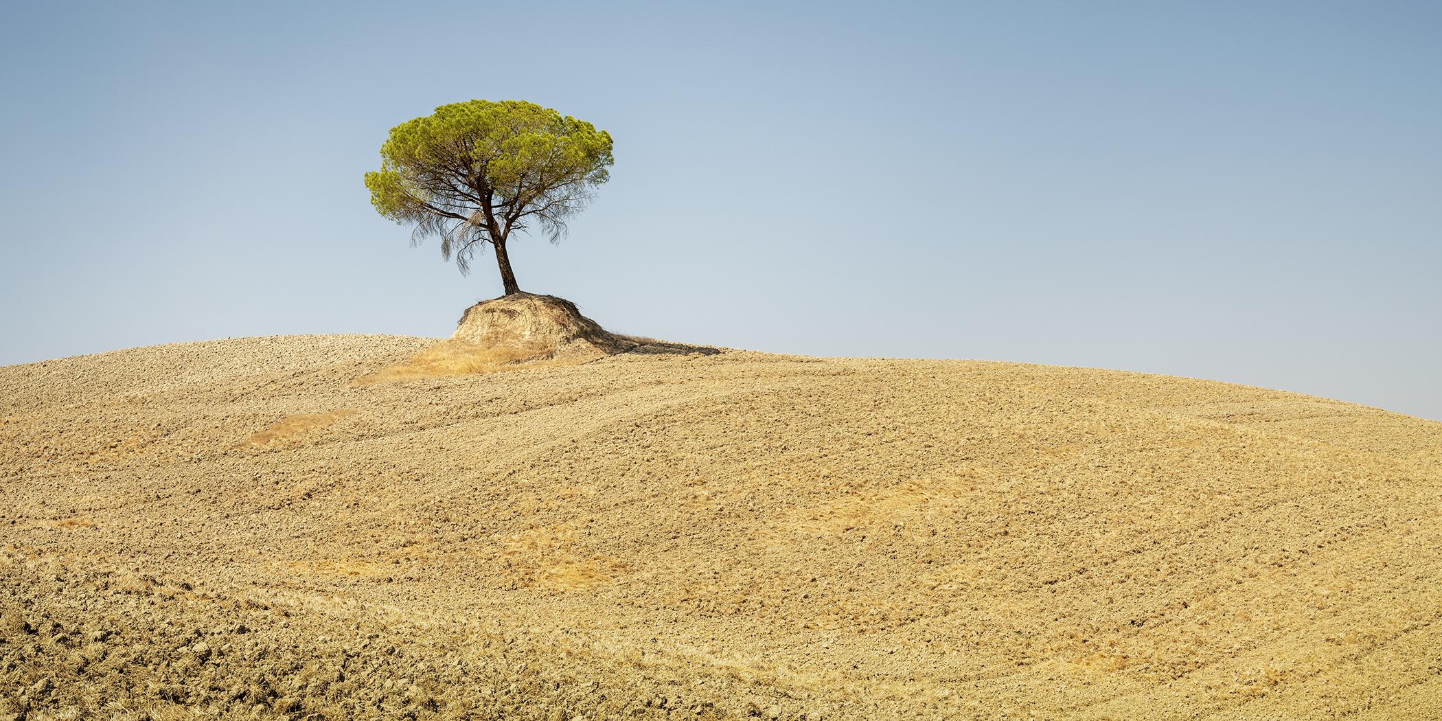 Pine italien, arbre, Toscane, photographie en couleur, paysage, édition limitée