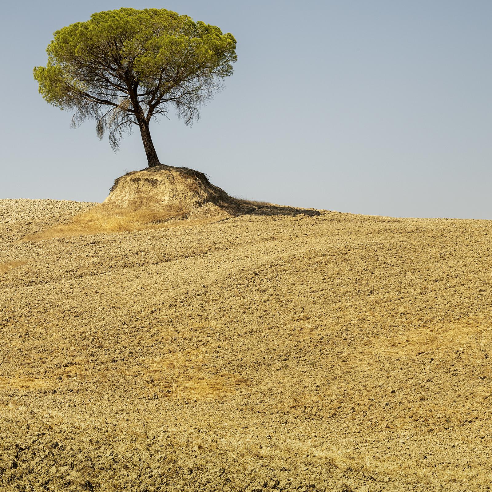 Italian Stone Pine, Tree, Tuscany, color photography, landscape, limited edition For Sale 2