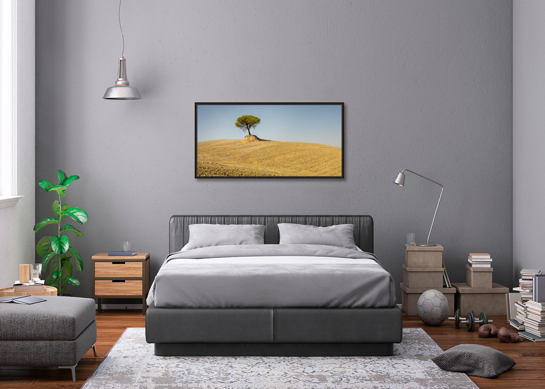 Italian Stone Pine, Tree, Tuscany, color photography, landscape, limited edition - Contemporary Photograph by Gerald Berghammer