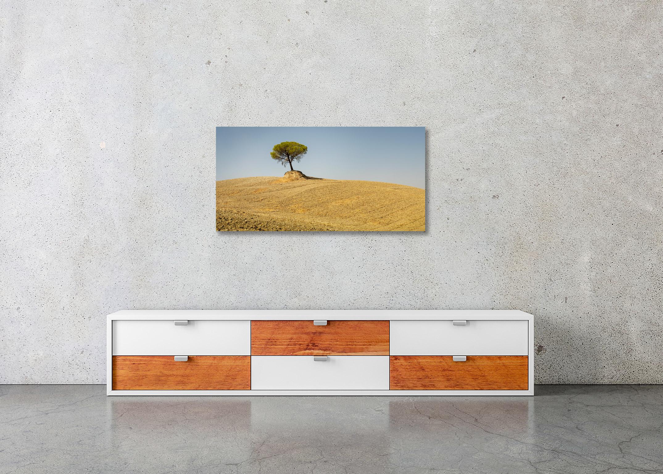 Italian Stone Pine, Tree, Tuscany, color photography, landscape, limited edition - Brown Landscape Photograph by Gerald Berghammer
