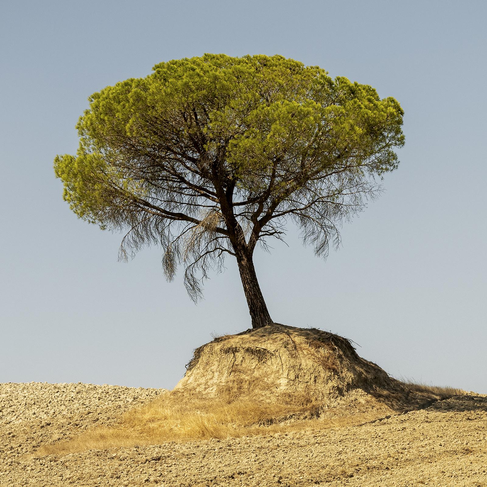 Italian Stone Pine, Tree, Tuscany, color photography, landscape, limited edition For Sale 1