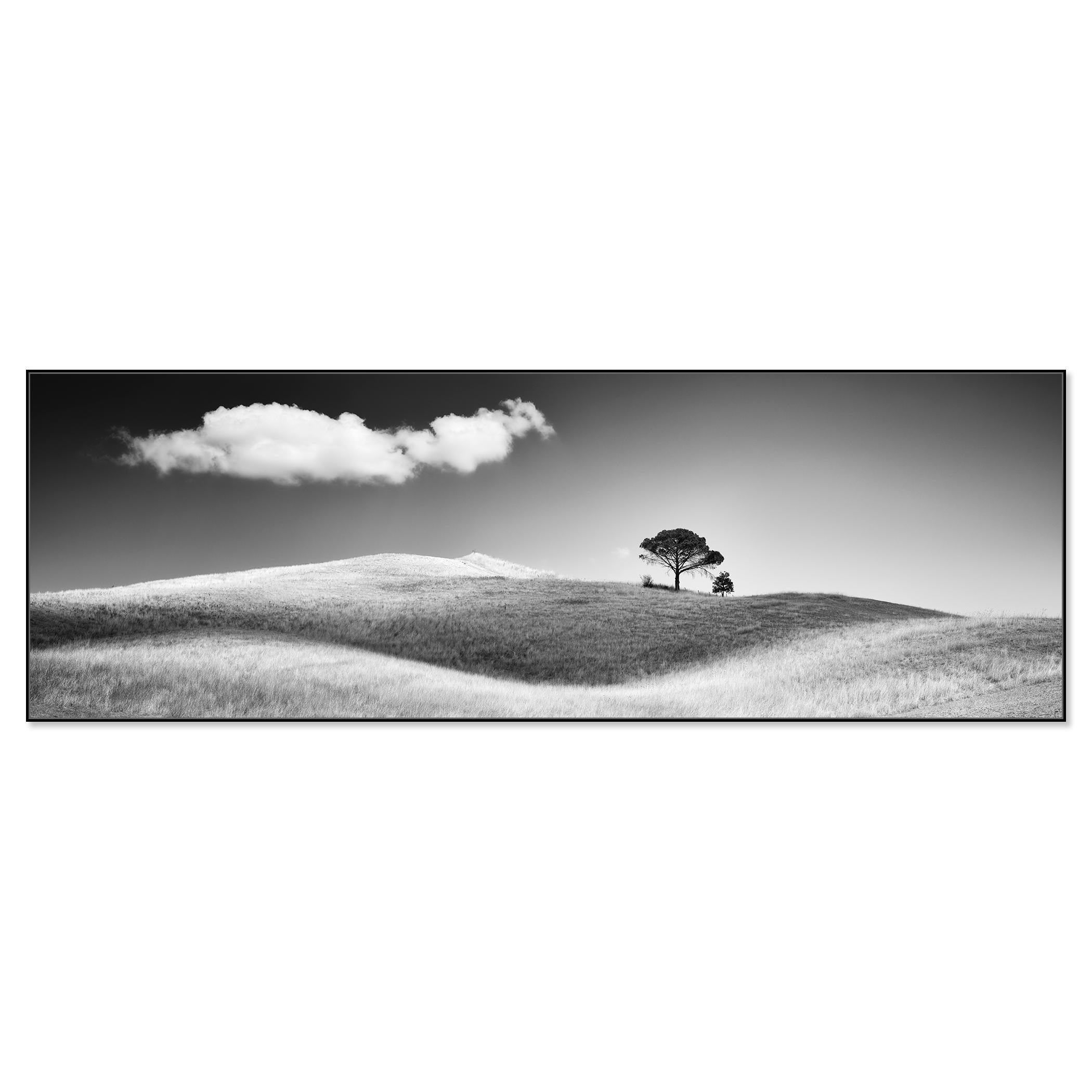 Italian Stone Pines - Photograph by Gerald Berghammer