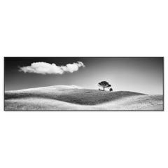 Pinos de piedra italianos Toscana fotografía monocroma edición limitada
