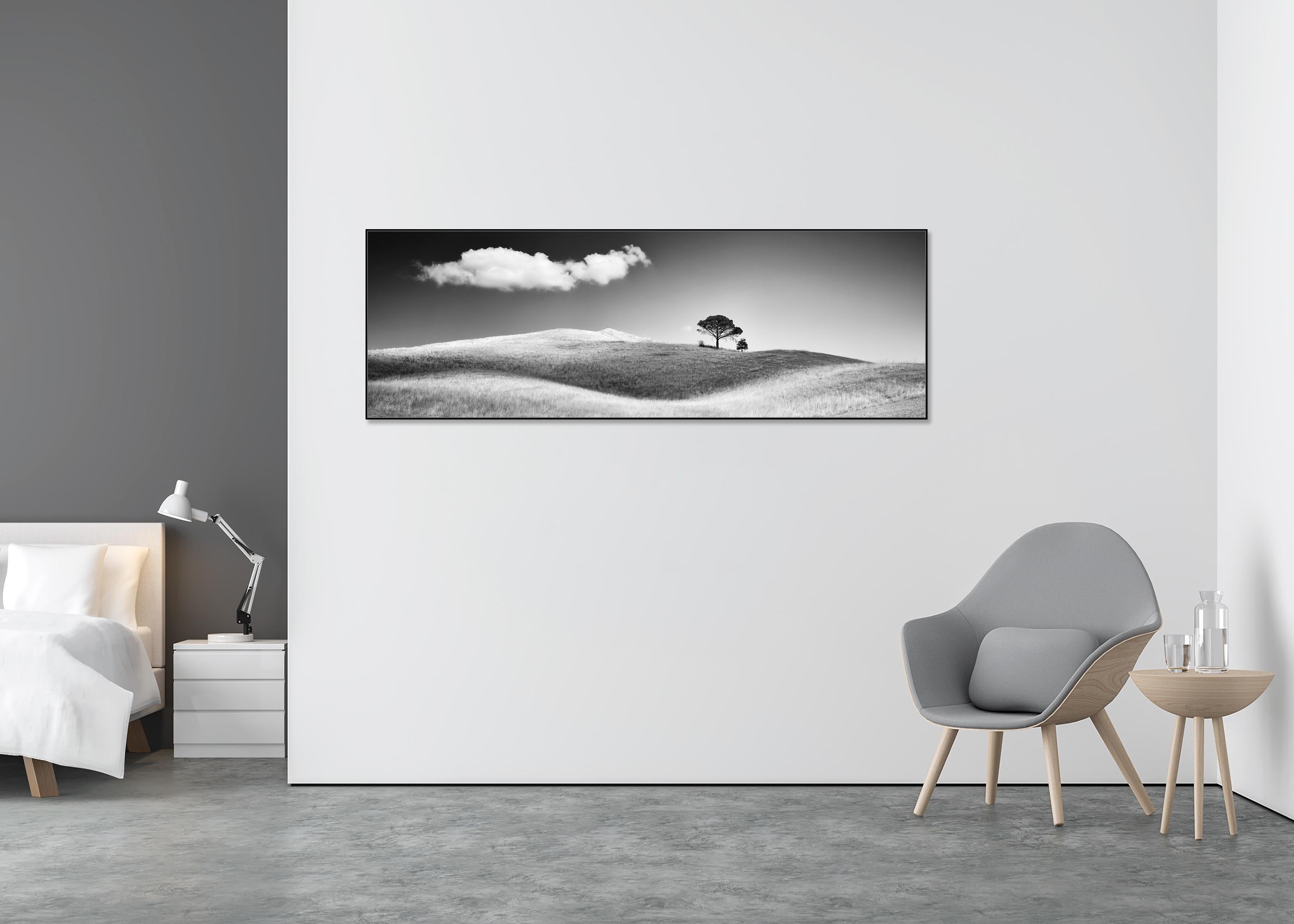 Italian Stone Pines - Contemporary Photograph by Gerald Berghammer