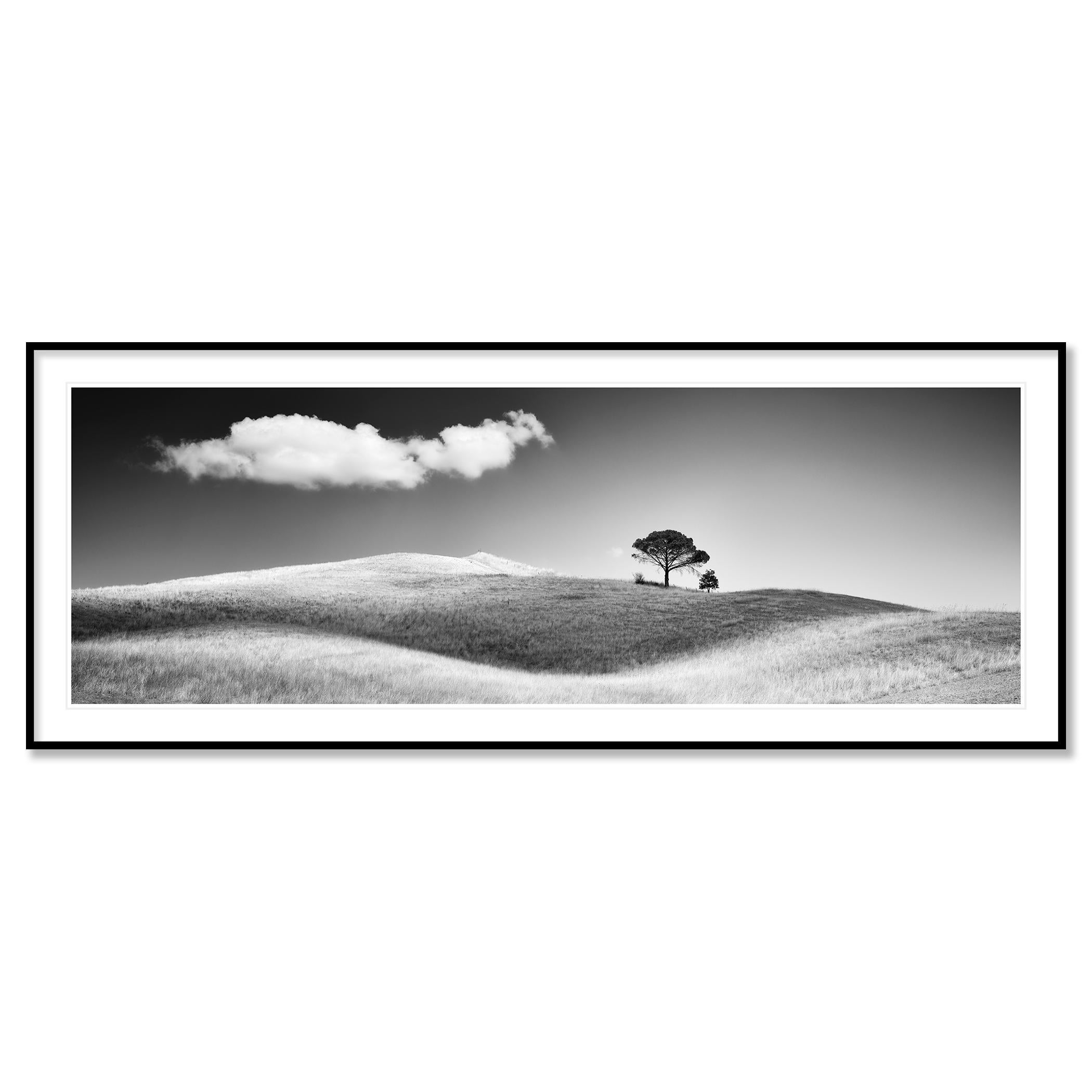 Italian Stone Pines - Gray Color Photograph by Gerald Berghammer