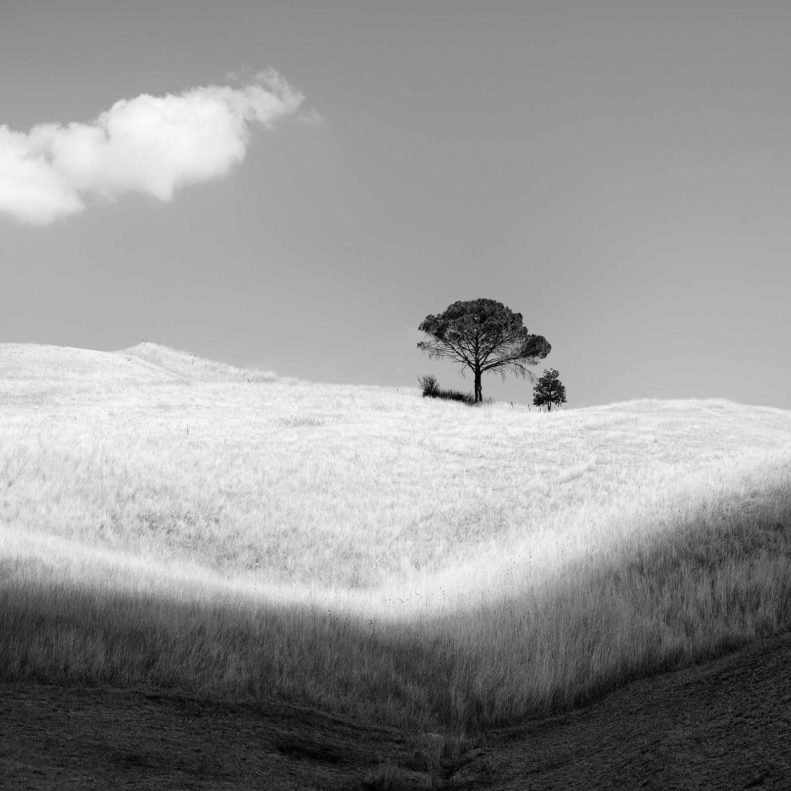 Italian Stone Pines, Panorama, Italy, black and white art photography, landscape For Sale 1