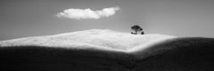 Italian Stone Pines, Panorama, Italy, black and white art photography, landscape