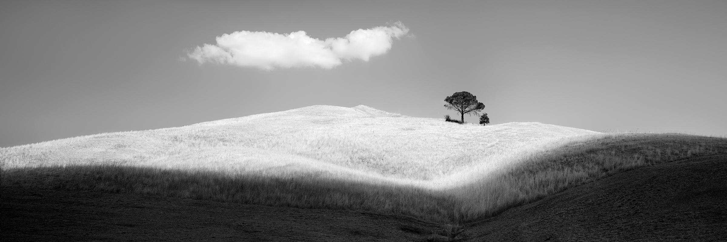 Gerald Berghammer Black and White Photograph - Italian Stone Pines, Panorama, Italy, black and white art photography, landscape