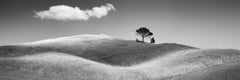 Italian Stone Pines, Panorama, Tuscany, black and white photography, landscape
