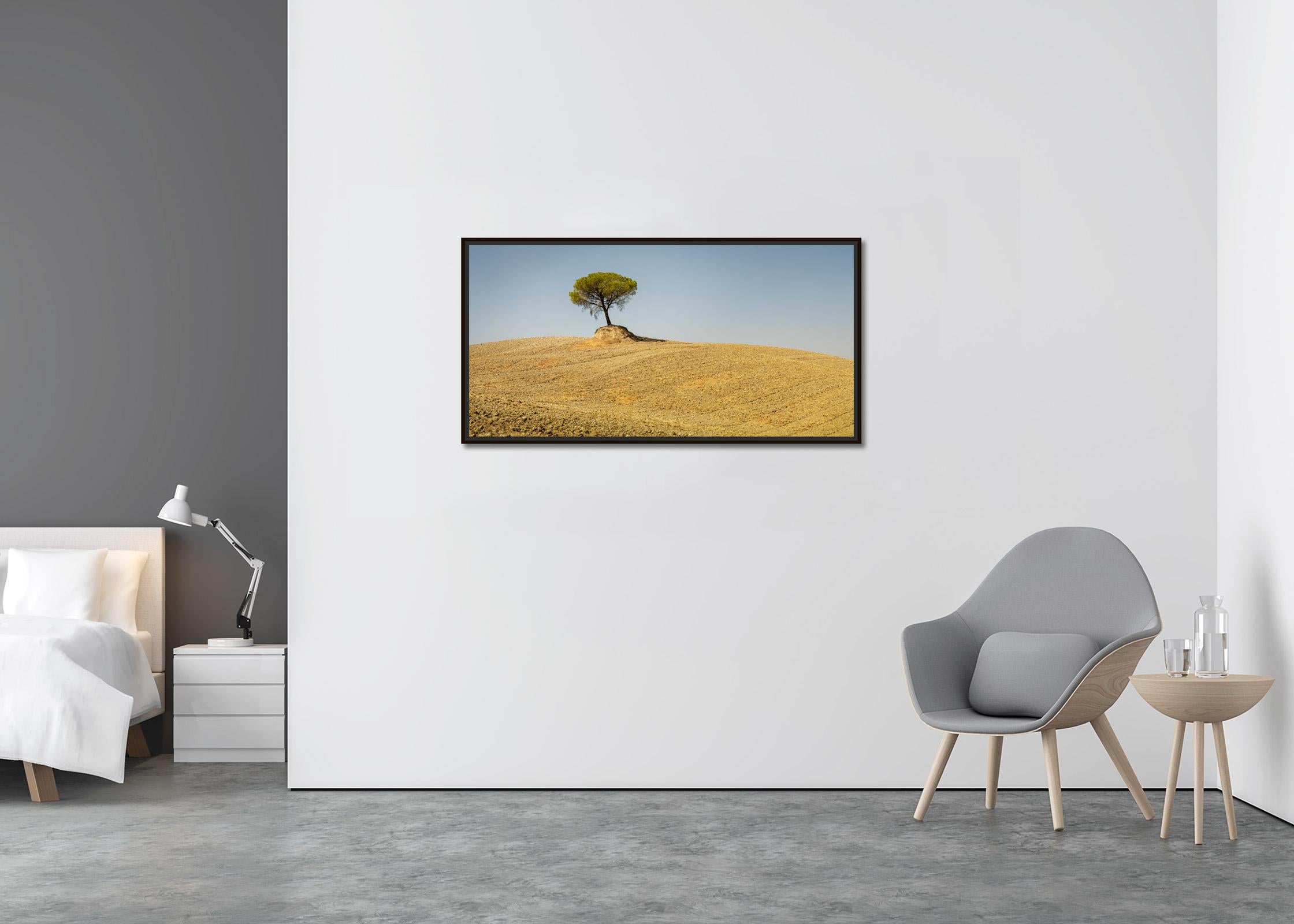 italian stone pine tree for sale