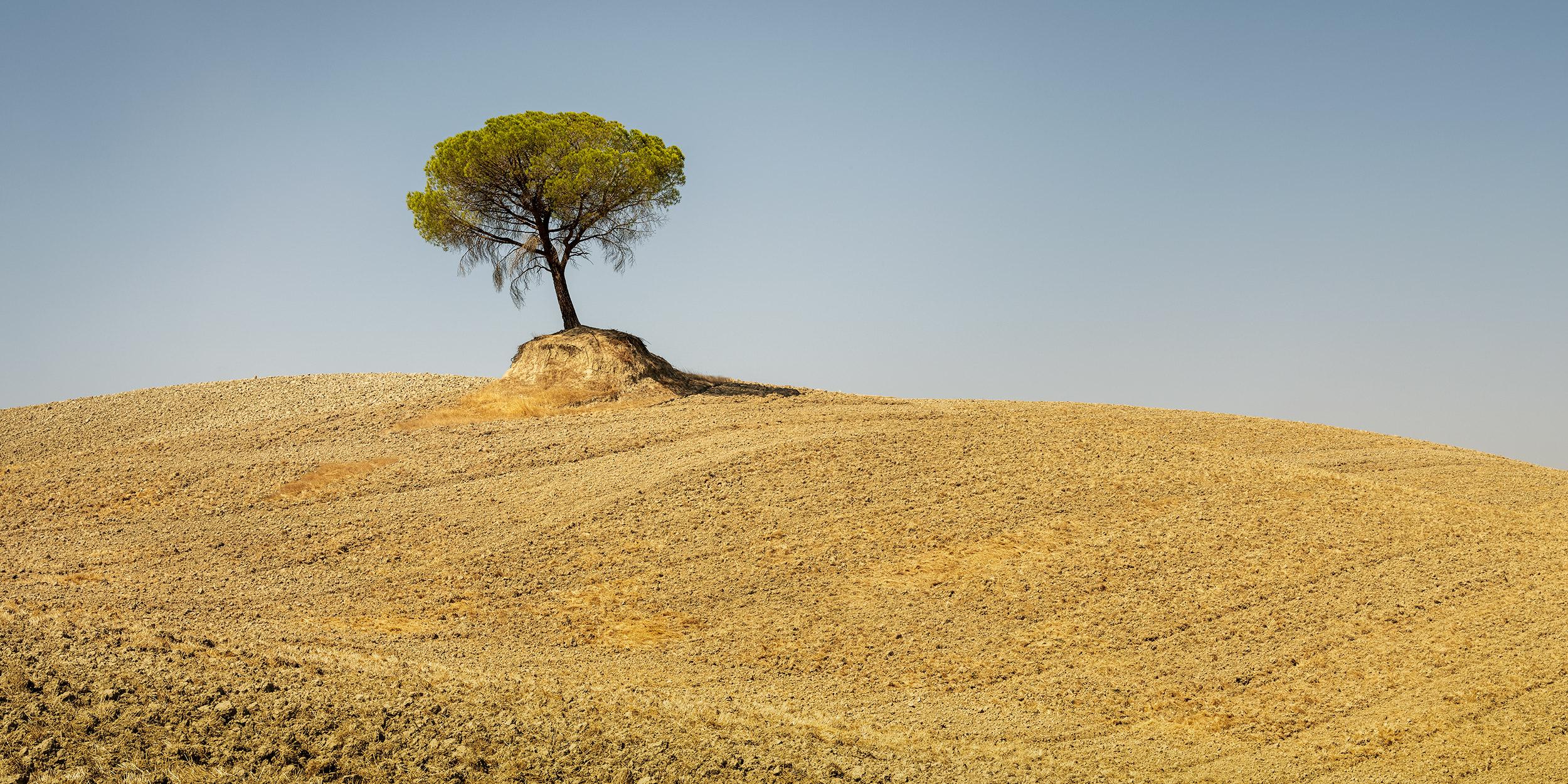 Gerald Berghammer Landscape Photograph - Italian Stone Pine, Tree, Tuscany, color photography, landscape, limited edition