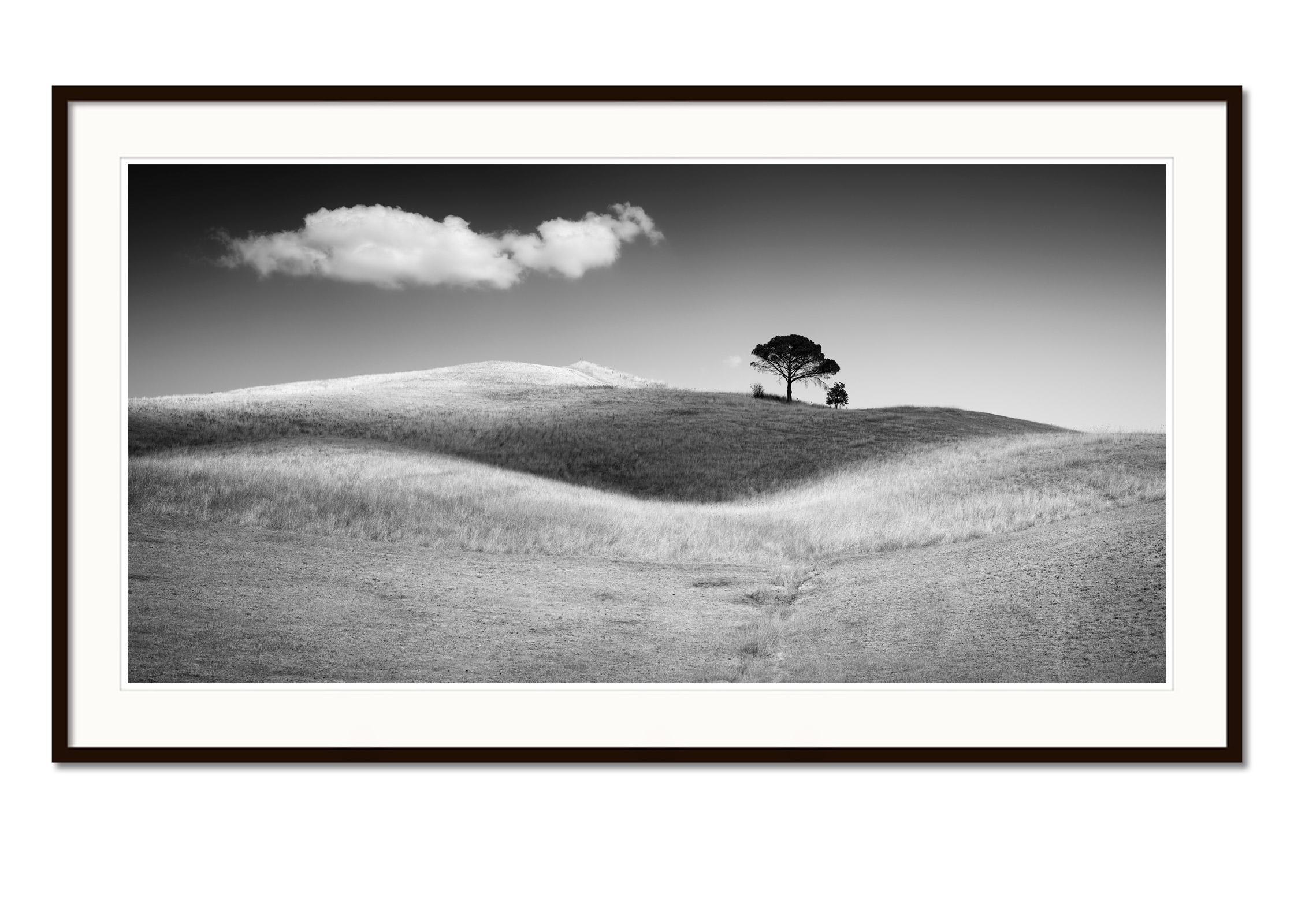 Italienische Stein Kiefernholz, Toskana, Italien, Schwarz-Weiß-Kunstfotografie, Landschaft (Grau), Black and White Photograph, von Gerald Berghammer