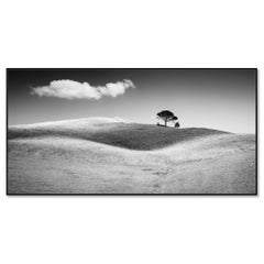Italian Stone Pines - Tuscany - black and white image - limited landscape