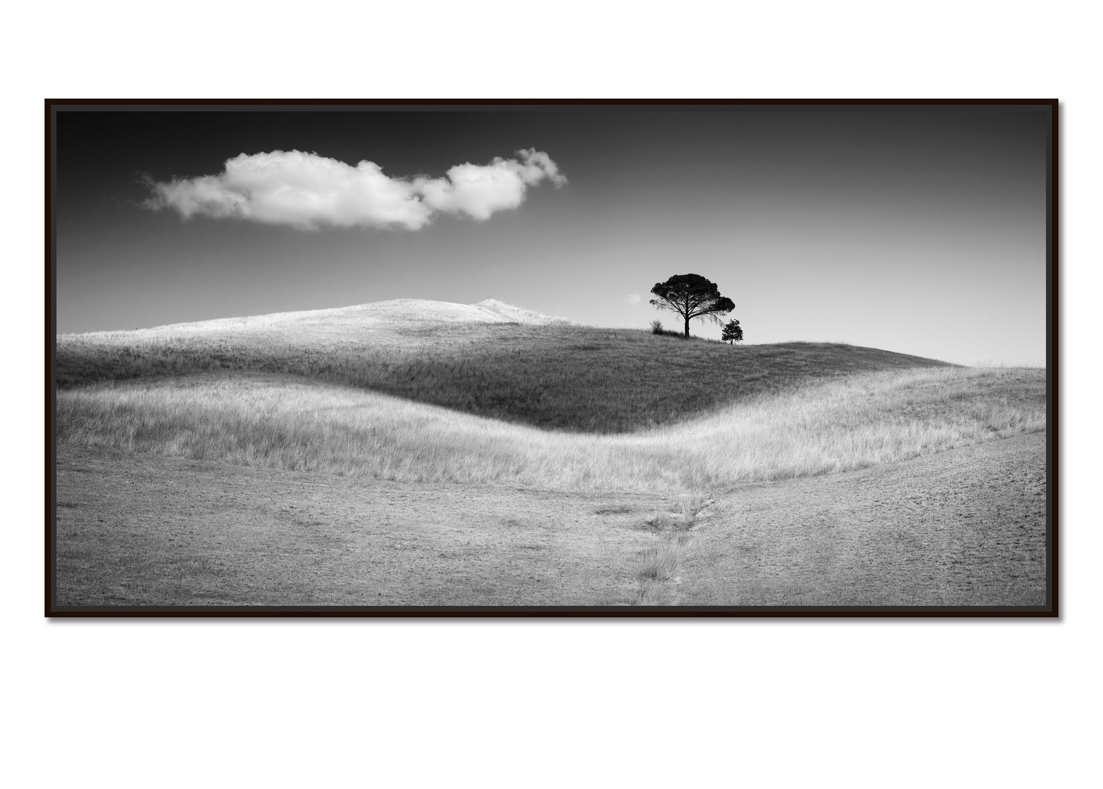 Italienische Stein Kiefernholz, Toskana, Italien, Schwarz-Weiß-Kunstfotografie, Landschaft – Photograph von Gerald Berghammer