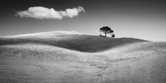 Italian Stone Pines, Tuscany, Italy, black and white art photography, landscape