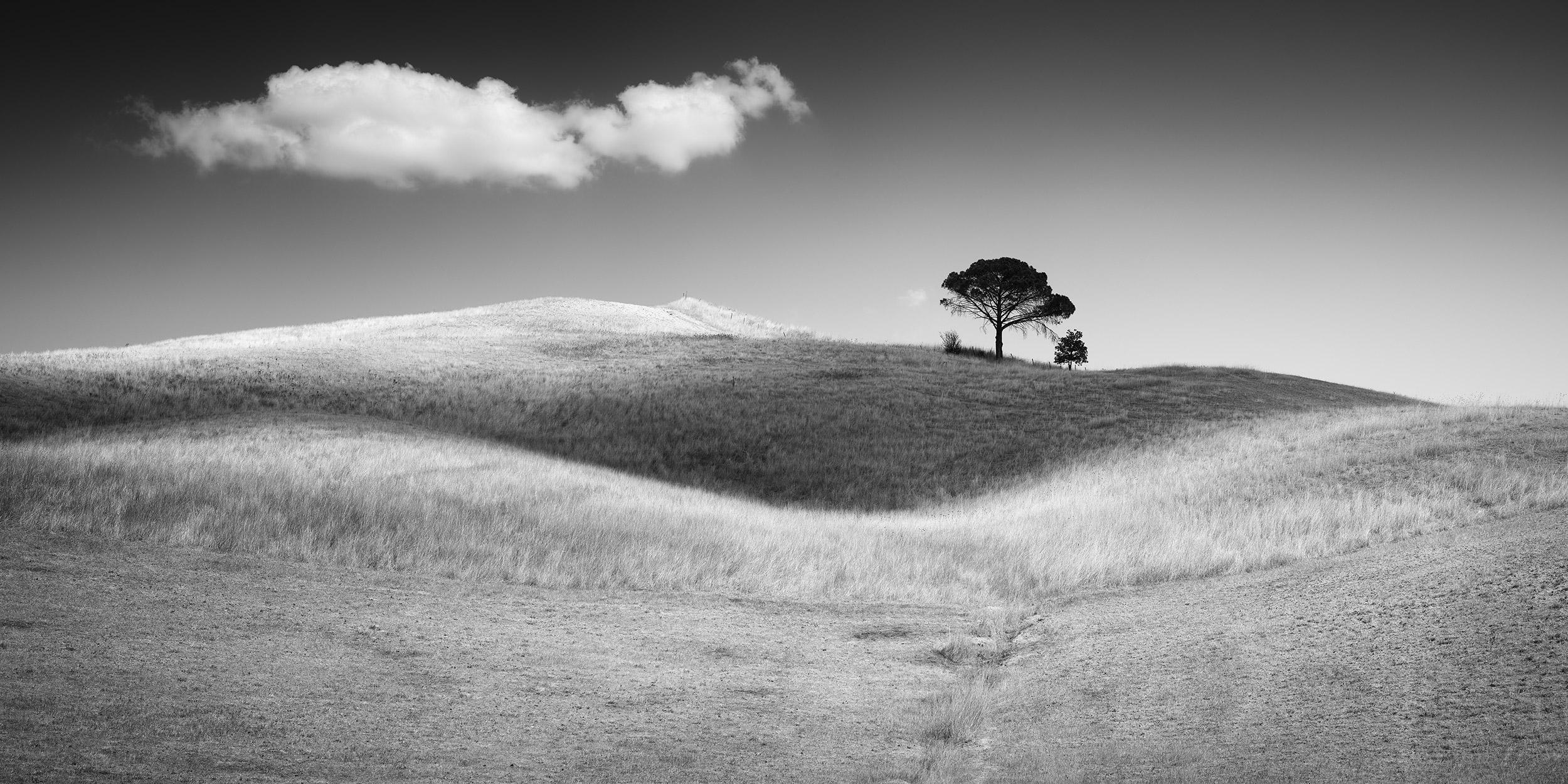 Italian Stone Pines, Tuscany, Italy, black and white art photography, landscape