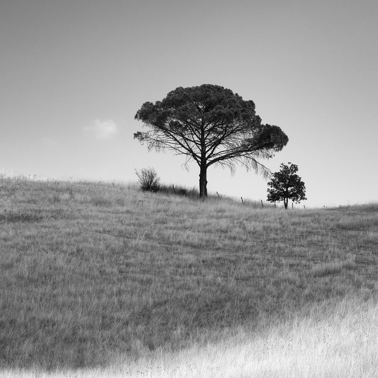 Italian Stone Pines, Tuscany, Italy, black and white photography, art landscape For Sale 6
