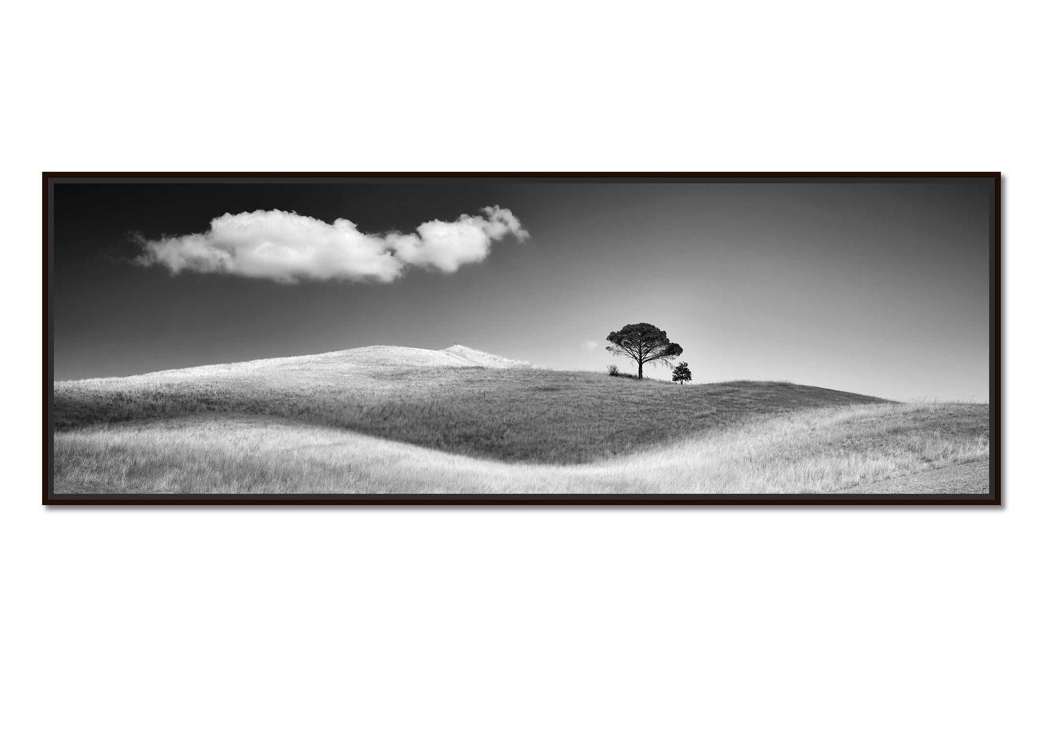 Italian Stone Pines, Tuscany, Italy, black and white photography, art landscape - Photograph by Gerald Berghammer