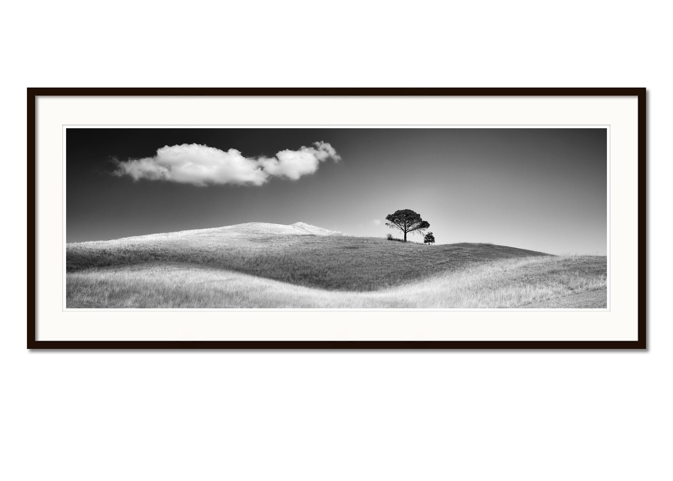 Italian Stone Pines, Tuscany, Italy, black and white photography, art landscape - Gray Landscape Photograph by Gerald Berghammer