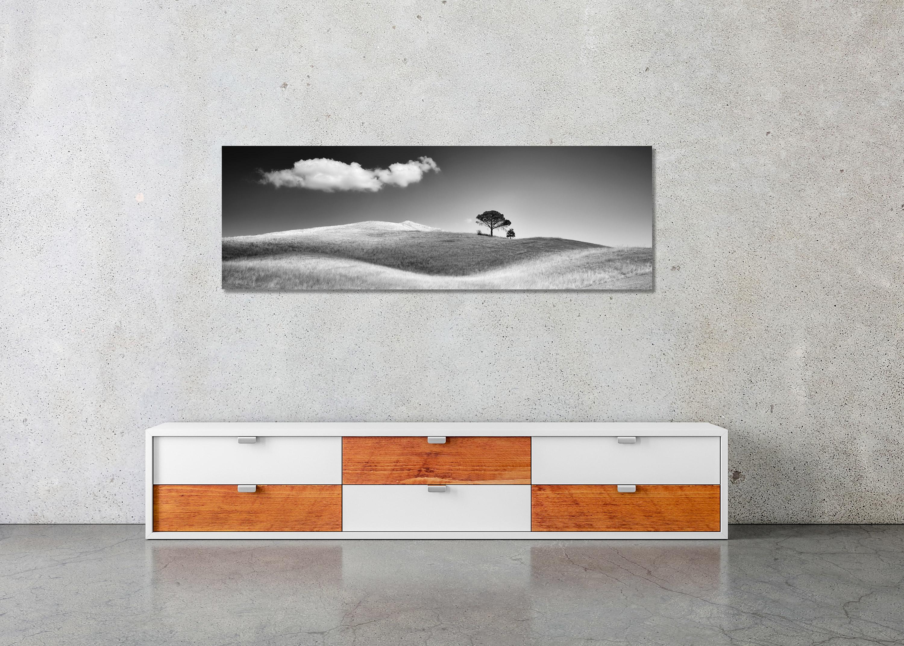 Italian Stone Pines, Tuscany, Italy, black and white photography, art landscape For Sale 1