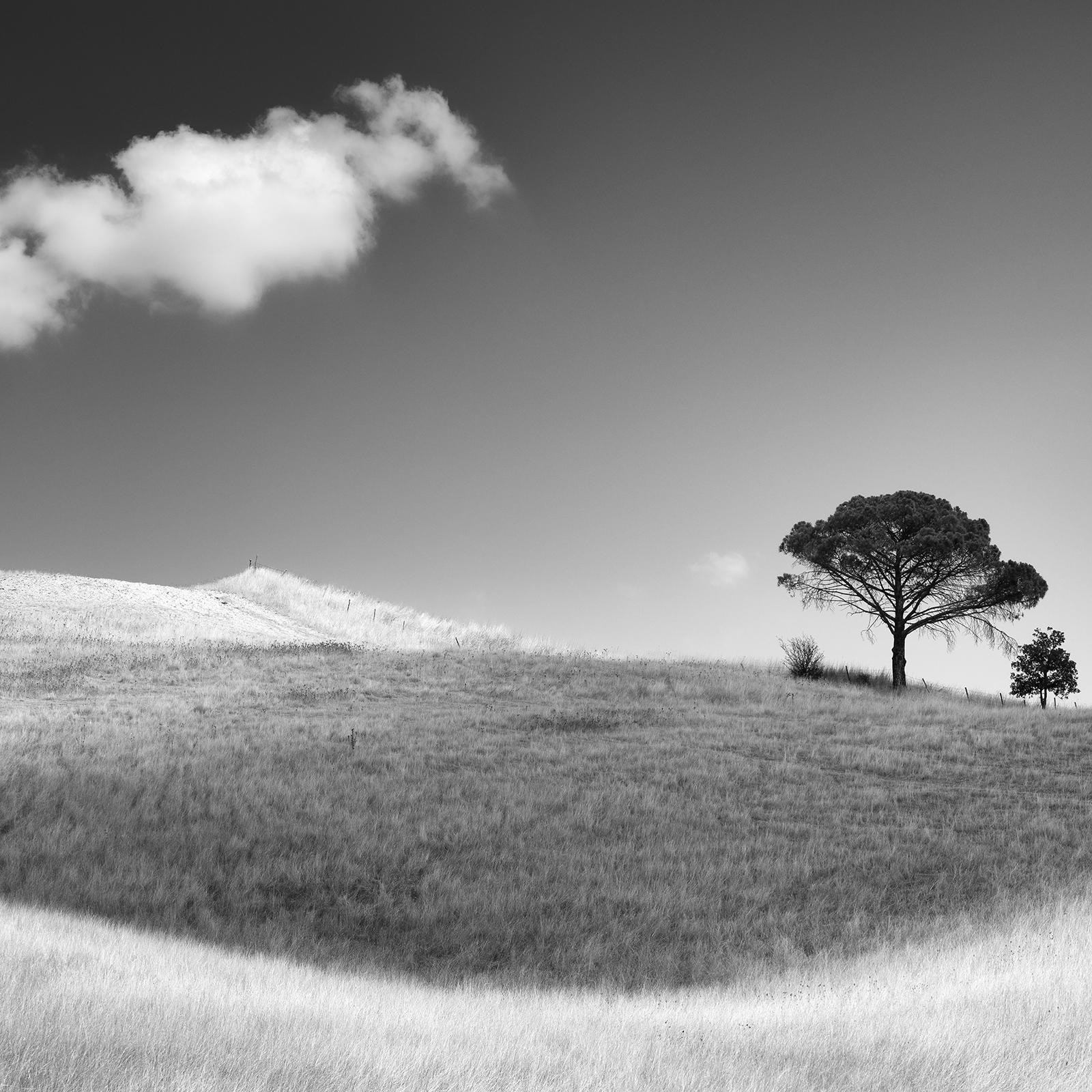 Italian Stone Pines, Tuscany, Italy, black and white photography, art landscape For Sale 3