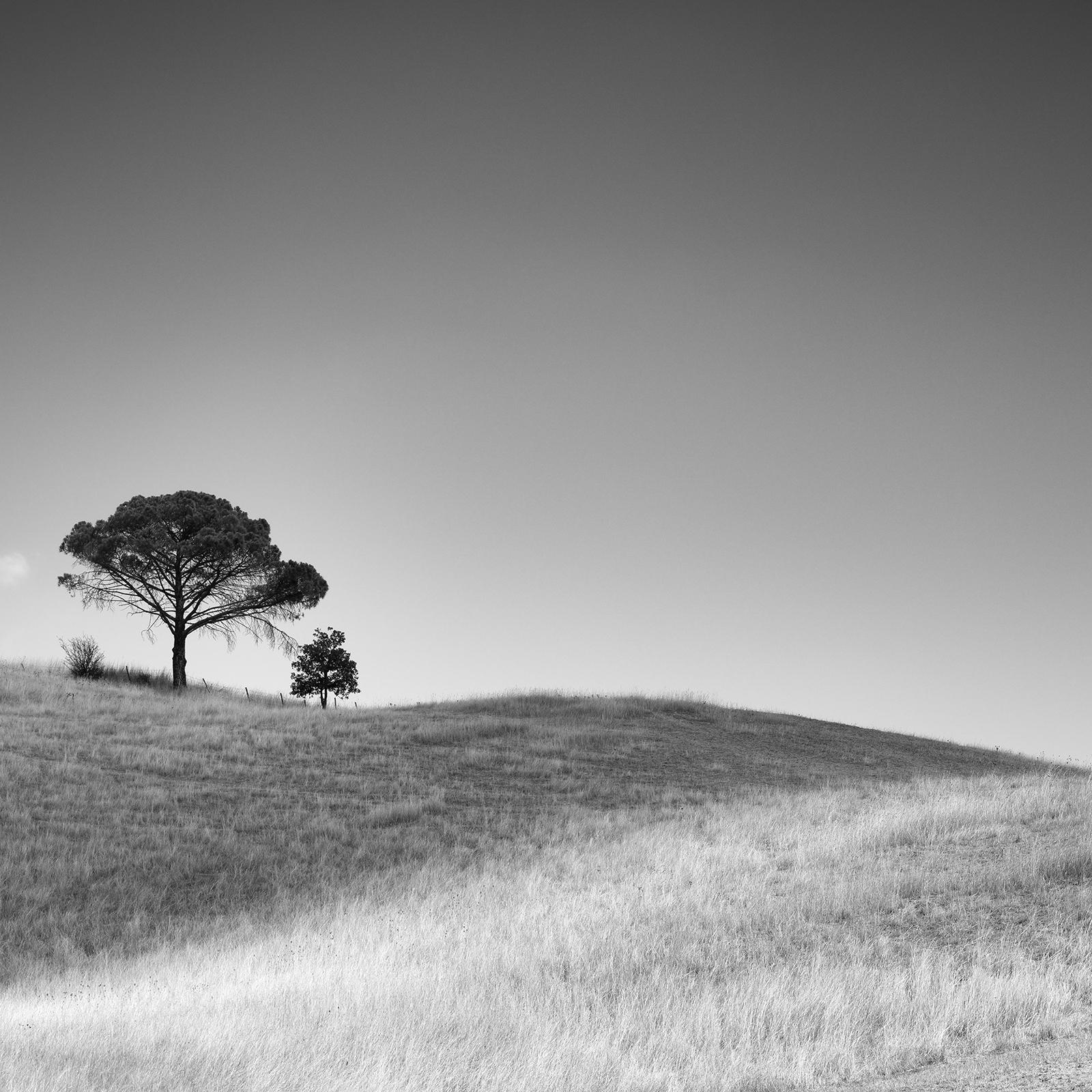 Italian Stone Pines, Tuscany, Italy, black and white photography, art landscape For Sale 4