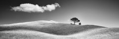 Pins italiens Stone, Toscane, Italie, photographie en noir et blanc, paysage d'art