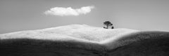 Italian Stone Pines, Tuscany, Italy, black and white photograph, limited edition