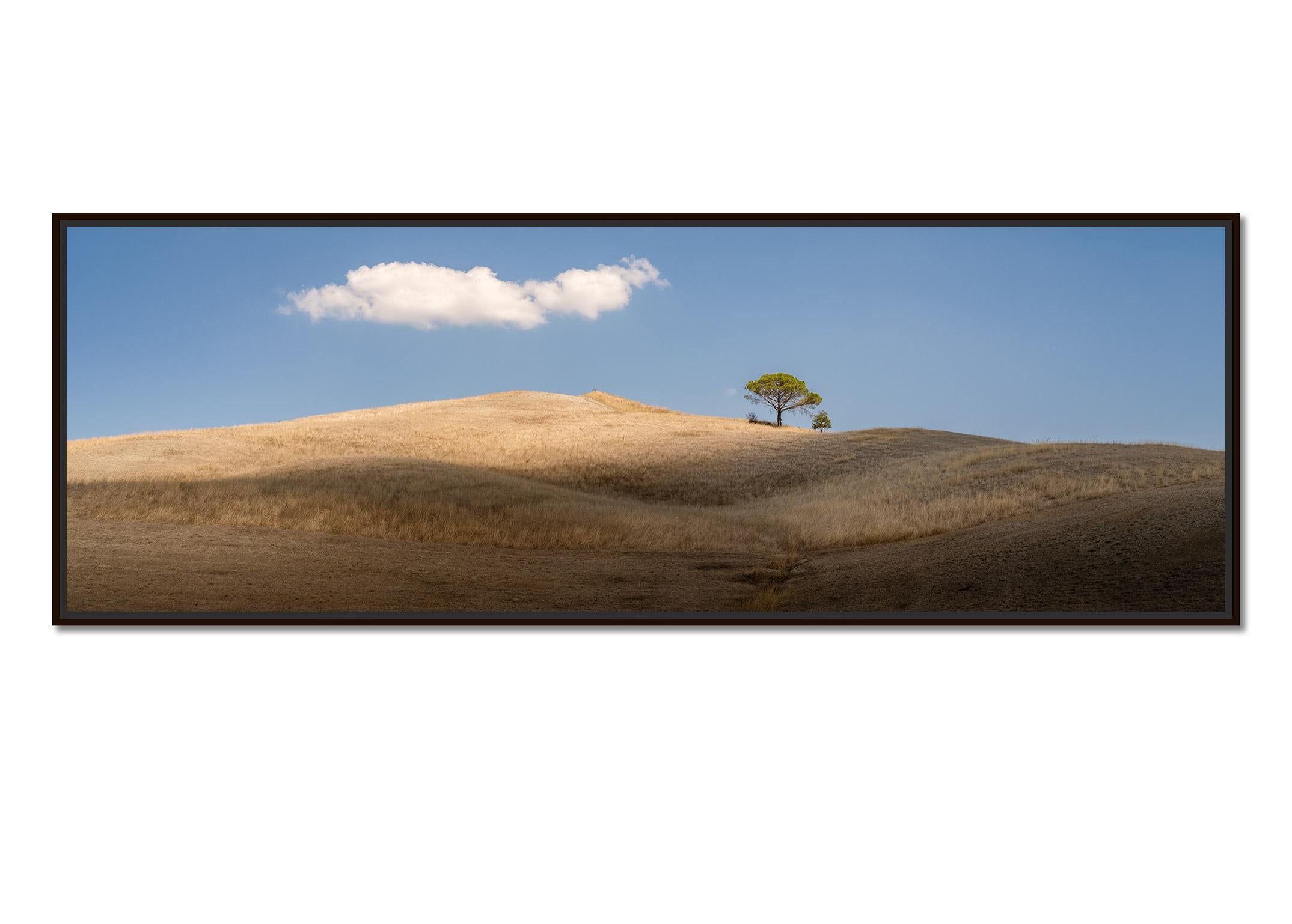 Italian Stone Pines, Tuscany, Italy, colour fine art image print, landscape - Photograph by Gerald Berghammer