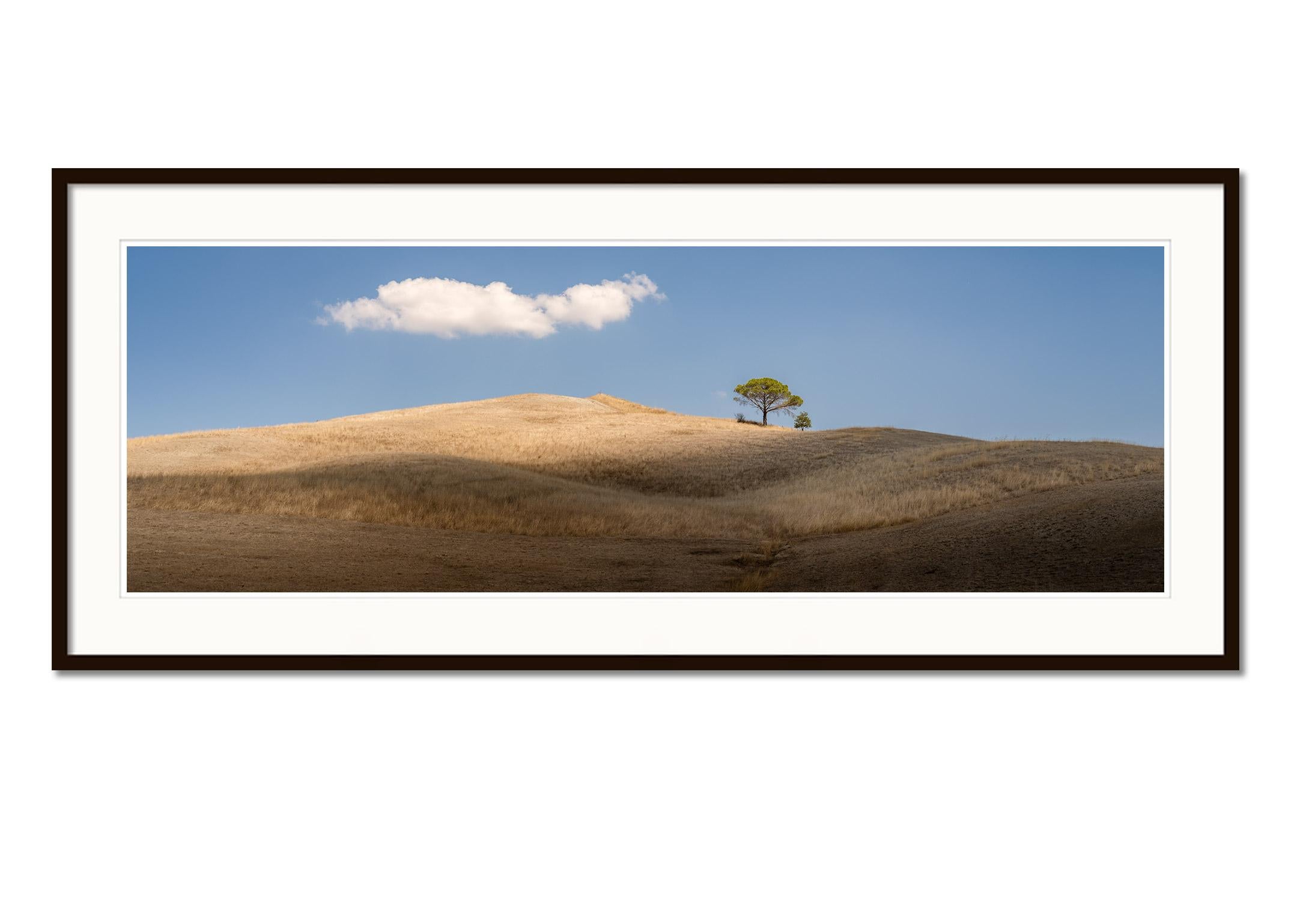 Italian Stone Pines, Tuscany, Italy, colour fine art image print, landscape - Contemporary Photograph by Gerald Berghammer