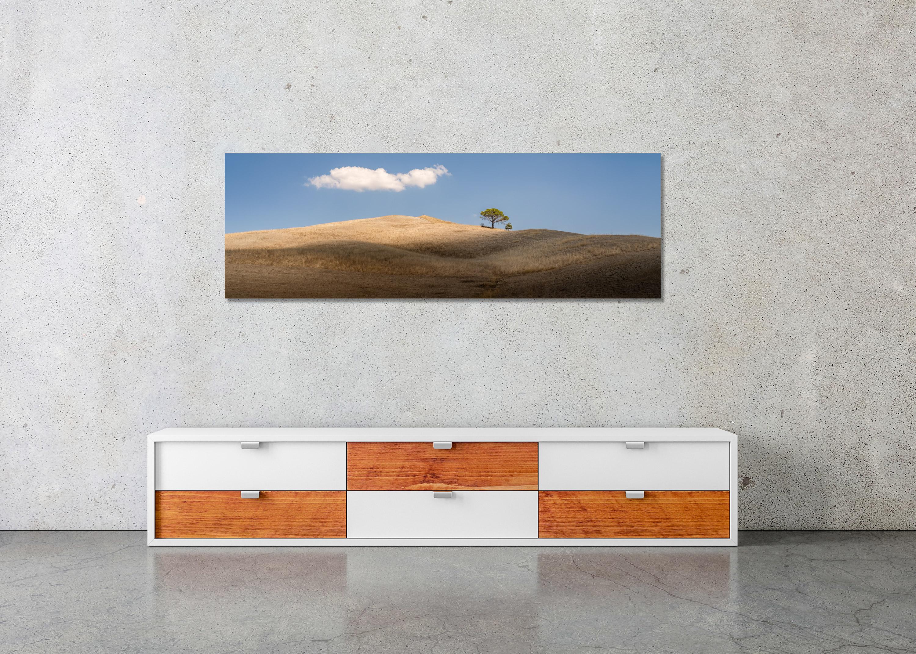 Italian Stone Pines, Tuscany, Italy, colour fine art image print, landscape For Sale 1