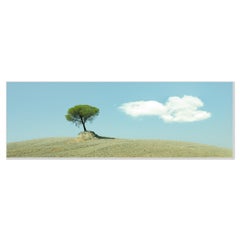 Italienische Zirbelkiefern, Toskana, Italien - großformatige minimalistische Farbfotografie